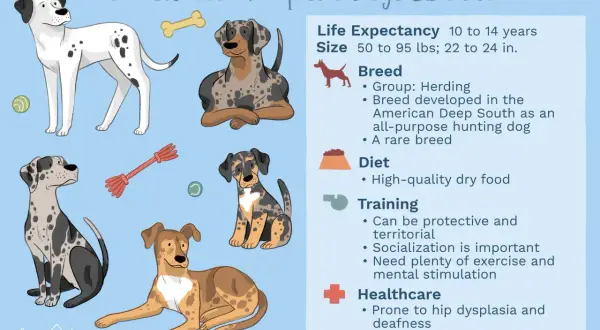 Ilustración de varios perros de raza **perro leopardo de catahoula** con información sobre su cuidado.