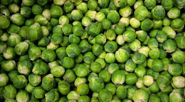 Un montón de coles de Bruselas verdes y frescas. ¡Los perros pueden comer coles de Bruselas, así que quizás tu mascota disfrute de un pequeño bocado!