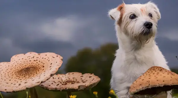 Czy pies może jeść grzyby? Bezpieczne grzyby i zagrożenia dla zdrowia.
