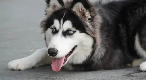 Piękny pies husky z niebieskimi oczami leży na ziemi, wystawiając język.