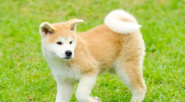 Uroczy szczeniak rasy akita inu bawi się na zielonej trawie, z charakterystycznym zakręconym ogonkiem.