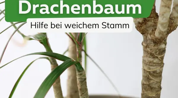 Drachenbaum mit weichem Stamm: Hilfe bei Krankheiten. Grüne Blätter und raue Stämme sind sichtbar.