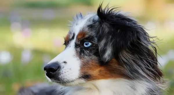 Ein Appenzeller Australian Shepherd Mix mit leuchtend blauen Augen blickt nach links.