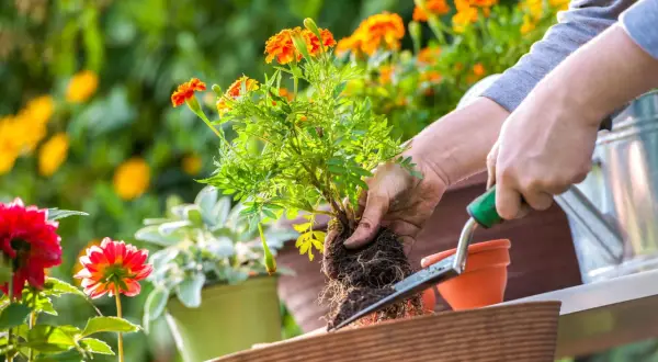 Händer planterar en tagetes i en smart pot. Blommor i orange och rött syns i bakgrunden.