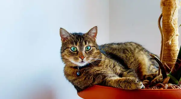 En randig katt med lysande gröna ögon vilar i en blomkruka, bredvid en klätterstolpe. En ampellilja katt som njuter av sin gröna oas.