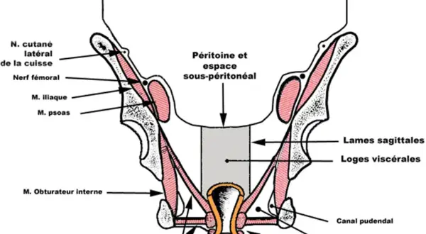 Coupe frontale du pelvis montrant les muscles, nerfs et structures anatomiques. La définition pelvienne est illustrée.