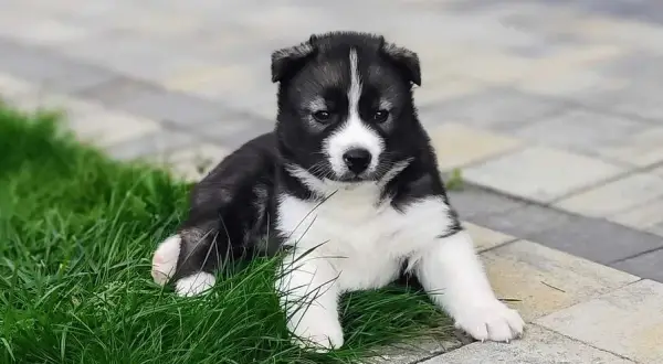 Ile kosztuje szczeniak husky? Poznaj ceny i ukryte wydatki