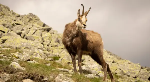 Kozica górska, jedno z dzikich zwierząt w górach, pozuje na skalistym zboczu.