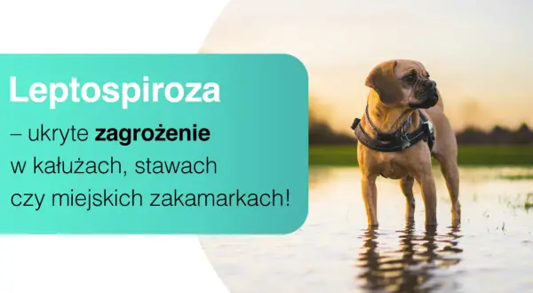 Pies w wodzie, ostrzeżenie przed leptospirozą – ukrytym zagrożeniem w kałużach i miejskich zakamarkach.