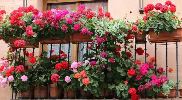 Balkon pełen kwitnących pelargonii w odcieniach różu i czerwieni. Kwiaty na balkon tworzą barwną kaskadę, ozdabiając fasadę budynku.