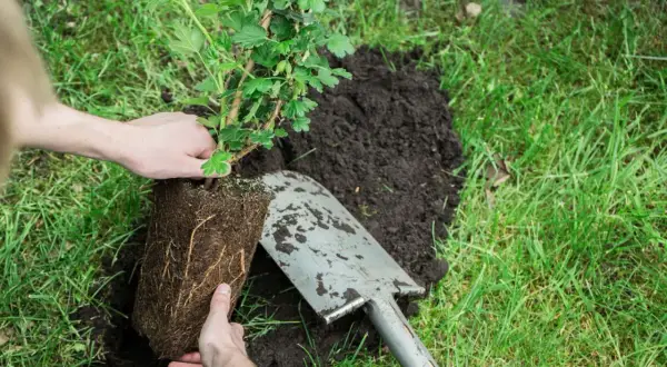 Hände pflanzen einen jungen Stachelbeerstrauch in lockere Erde. Eine Schaufel liegt daneben.
