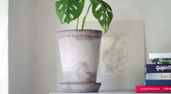 En Monstera Adansonii i en vacker kruka. Bakom syns en karta och en stapel böcker, som om de förbereder sig för en invasion av nya resor och äventyr.