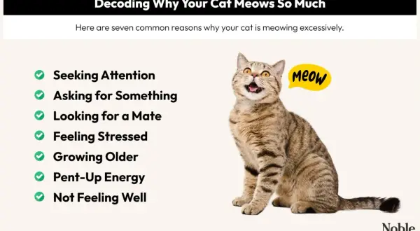 A tabby cat sits with its mouth open, as if asking "why does my cat meow so much?" The image lists reasons like seeking attention, stress, and health issues.