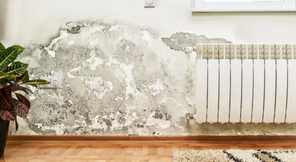 Mancha de moho en pared, un problema que requiere solución para quitar moho pared definitivamente.
