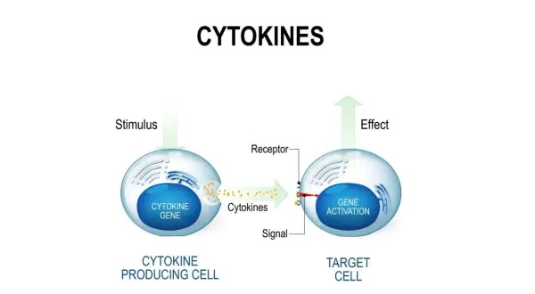 Ilustracja wyjaśnia, czym są cytokiny: komórka produkująca cytokiny reaguje na bodziec, uwalniając cytokiny, które działają na komórkę docelową, aktywując gen.