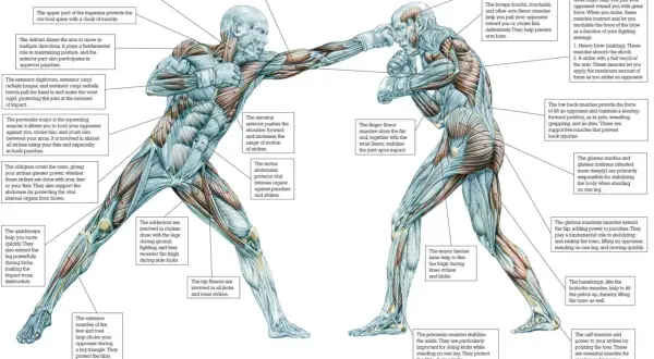 Muscles like the gluteus maximus and pectoralis major help you punch harder. The image shows how various muscles contribute to striking power.