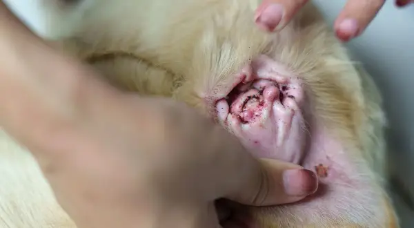 Hund mit entzündetem Ohr, dunklem Sekret und Haarausfall, möglicherweise durch Milben verursacht.