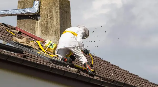 Specjalista w kombinezonie na dachu walczy z rojem os, szukając sposobu, jak odstraszyć osy z poddasza.
