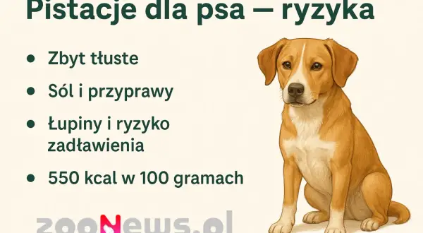 Pies i pistacje? Ryzyko zadławienia, sól, przyprawy i wysoka kaloryczność. Zastanawiasz się, czy pies może jeść pistacje? Obrazek ostrzega przed tym przysmakiem.