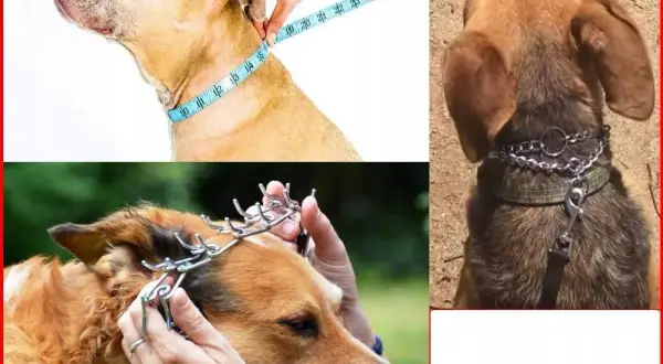 Jak zakładać kolczatkę dla psa, by uniknąć bólu i stresu?