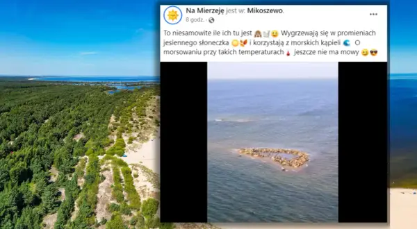 Gdzie zobaczyć foki nad Bałtykiem? Najlepsze miejsca i porady