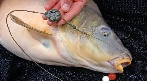 Ein Angler hält einen großen Karpfen, der gerade gefangen wurde. Die Angelmontage mit Blei und Haken ist gut sichtbar.