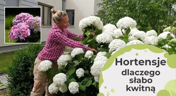 Dlaczego hortensja Anabelle nie kwitnie? Oto najczęstsze przyczyny