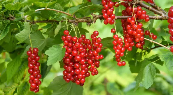 Reife rote Johannisbeeren hängen in Trauben am Strauch. Die Erntezeit ist gekommen!