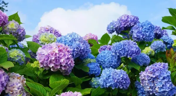 Bauernhortensie in voller Blüte, ein idealer Standort für diese farbenfrohen Sträucher.