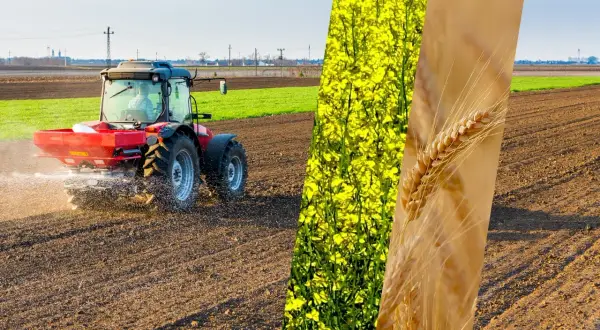 Czerwony traktor rozsypuje nawóz na polu, obok kwitnący rzepak i kłosy zboża.