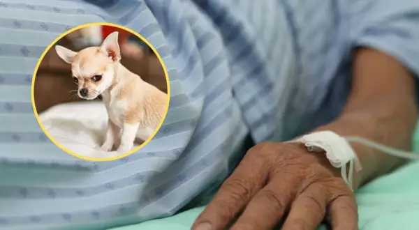 Mały piesek chihuahua, który zdechł po narkozie, smutno patrzy z kółka na rękę pacjenta podłączonego do kroplówki.