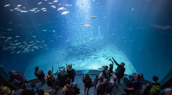 Ozeaneum Stralsund: Czy warto? Opinie, ceny, atrakcje dla rodzin