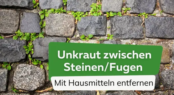 Unkraut in Pflasterfugen stört? Hier sind die besten hausmittel gegen unkraut in fugen, um Ihre Wege wieder sauber zu bekommen.