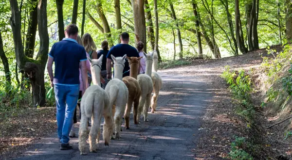 Eine Gruppe Menschen genießt eine Alpaka Wanderung in Gummersbach durch einen sonnigen Waldweg.