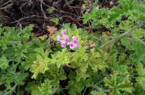 Pelargonia toksyczna dla psa? Objawy, pomoc, bezpieczny dom