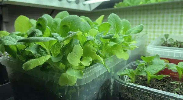 Små, gröna pak choi-plantor växer under växtbelysning. En härlig start för att odla pak choi inomhus.