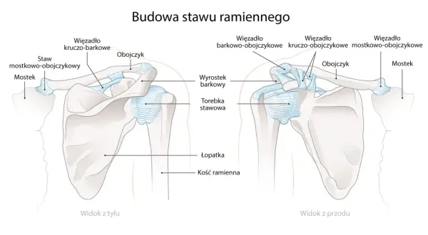 Widok z przodu i z tyłu stawu ramiennego. Obojczyk łączy łopatkę z mostkiem, tworząc staw.