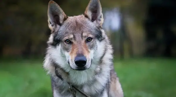 Un perro lobo checoslovaco, con su mirada penetrante, posa en un entorno hogareño, rodeado de naturaleza.