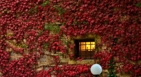 Foliage autunnale rosso vivo avvolge un muro di pietra con una finestra illuminata, evocando l'atmosfera delle Marche.