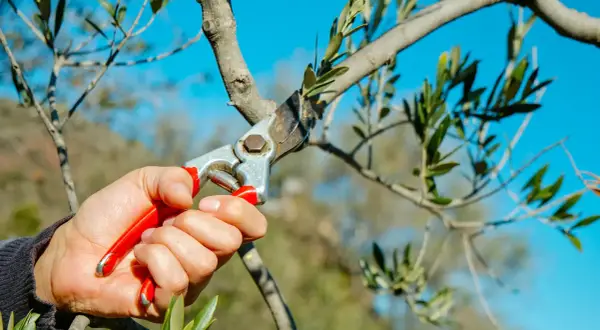 Hand mit Gartenschere schneidet Ast eines Olivenbaums. Der blaue Himmel bildet den Hintergrund.