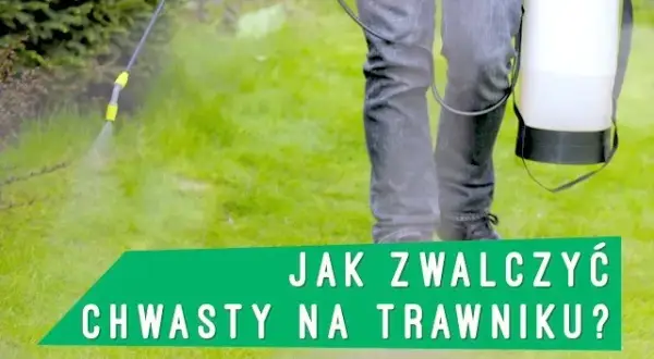Płożące chwasty na trawniku: jak zwalczyć i zapobiec nawrotom?