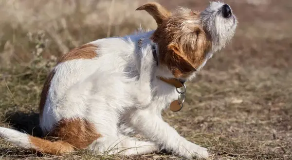 Ein Hund mit braun-weißer Fellzeichnung kratzt sich am Ohr. Möglicherweise ist das Kratzen psychisch bedingt, da er so intensiv juckt.