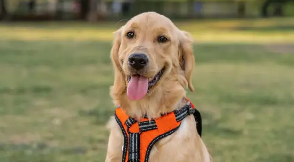 Obroża czy szelki dla golden retrievera - co wybrać dla psa?