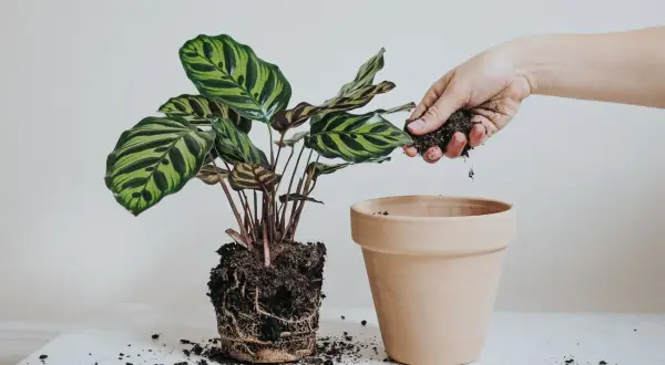 En hand lägger jord runt en växt med stora, randiga blad. Det är dags att plantera om blommor för att ge dem mer utrymme att växa.