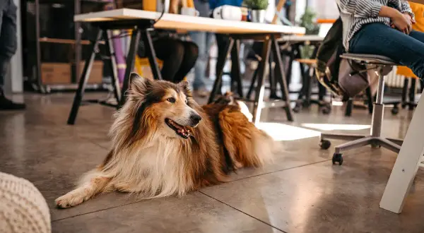 En vacker collie vilar på golvet på ett kontor där arbetsgivare som tillåter hund skapar en trivsam miljö.
