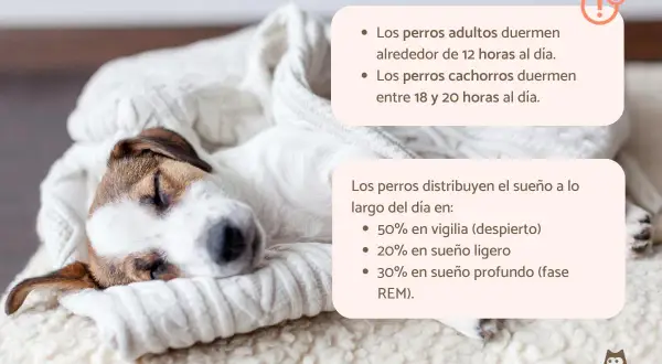 Un cachorro de 2 meses duerme entre 18 y 20 horas al día, como este adorable perrito envuelto en una manta.