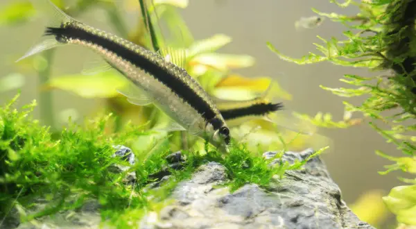 Un poisson mangeur d'algues, avec une bande noire sur le flanc, se nourrit dans un aquarium verdoyant.