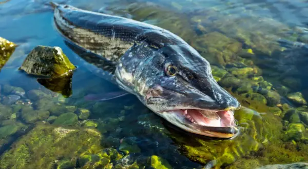 Ein Hecht mit geöffnetem Maul liegt im flachen, grünen Salzwasser.