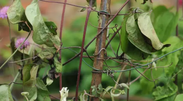 Verwelkte Blätter und braune Flecken an einer Clematis deuten auf clematis krankheiten bilder hin. Die Pflanze ist an einem Gitter befestigt.
