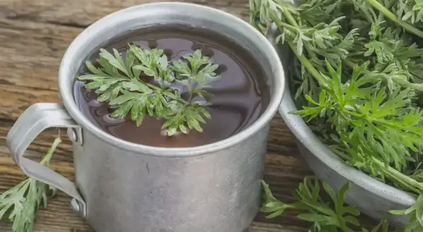 Metalowy kubek z naparem, w którym pływa gałązka piołunu. Obok miska pełna świeżych ziół. To tradycyjna herbatka z piołunu.